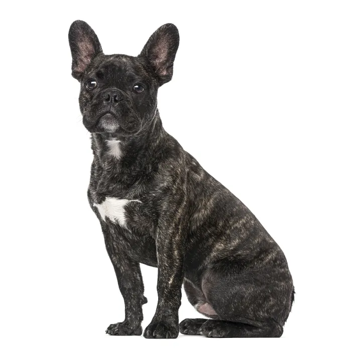 Framed Print : French Bulldog puppy (5 months old) Framed Print : French Bulldog puppy (5 months old)
