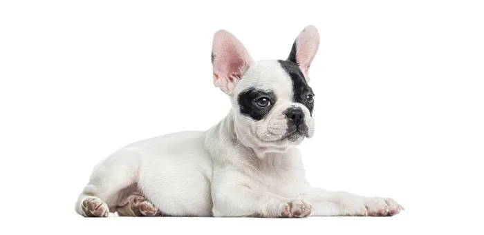 Framed Print : French bulldog puppy resting, looking to the side with big ears