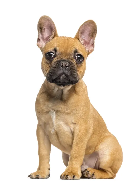 Framed Print : French Bulldog puppy sitting and staring Framed Print : French Bulldog puppy sitting and staring
