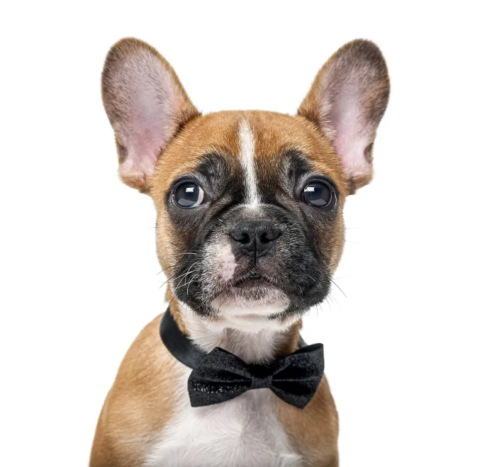 Framed Print : French bulldog puppy wearing a bow tie in front of a white background