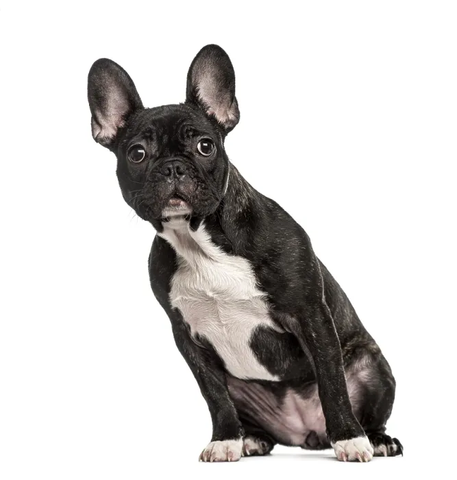 Framed Print : French Bulldog sitting, isolated on white