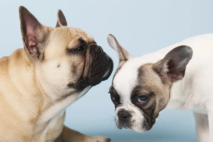Framed Print : French bulldogs in studio on pastel color blue background