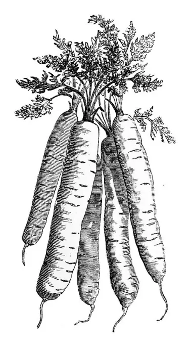 Framed Print : French carrot, historical illustration from: Marie Adenfeller Framed Print : French carrot, historical illustration from: Marie Adenfeller