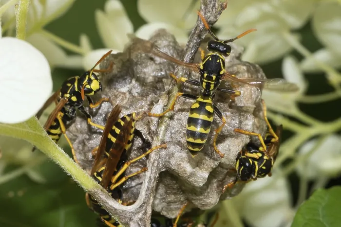 Framed Print : French field wasp (Polistes dominula) Framed Print : French field wasp (Polistes dominula)
