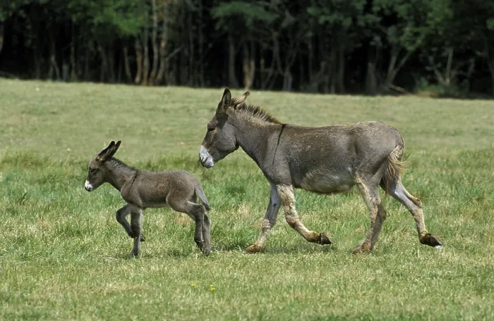 Framed Print : French grey donkey, female with foal trotting through meadow