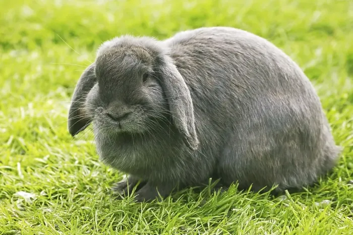 Framed Print : French hanging-eared rabbit, adult on grass