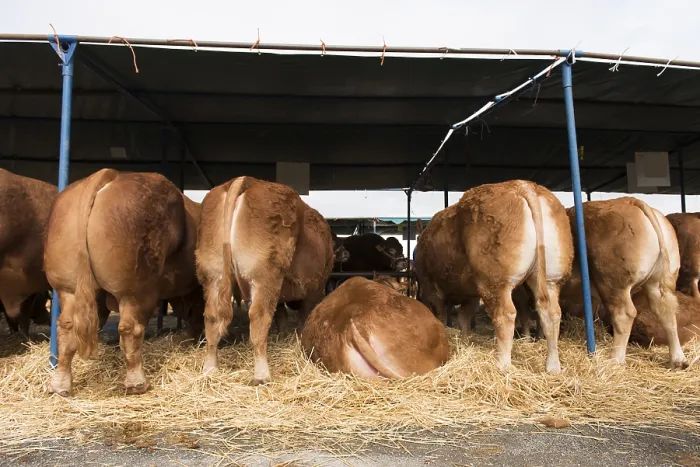 Framed Print : French Limousin bulls and cows in barn Framed Print : French Limousin bulls and cows in barn