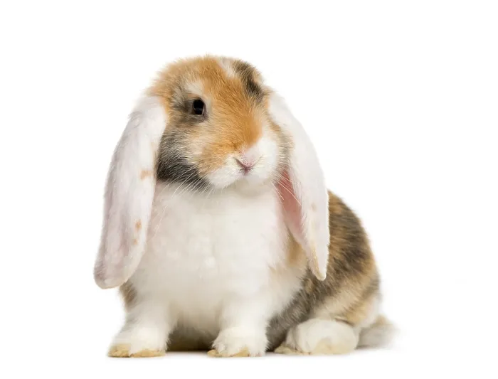 Framed Print : French Lop rabbit in front of white background Framed Print : French Lop rabbit in front of white background