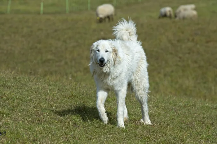 Framed Print : French Pyrenean Mountain Dog guarding a flock of sheep