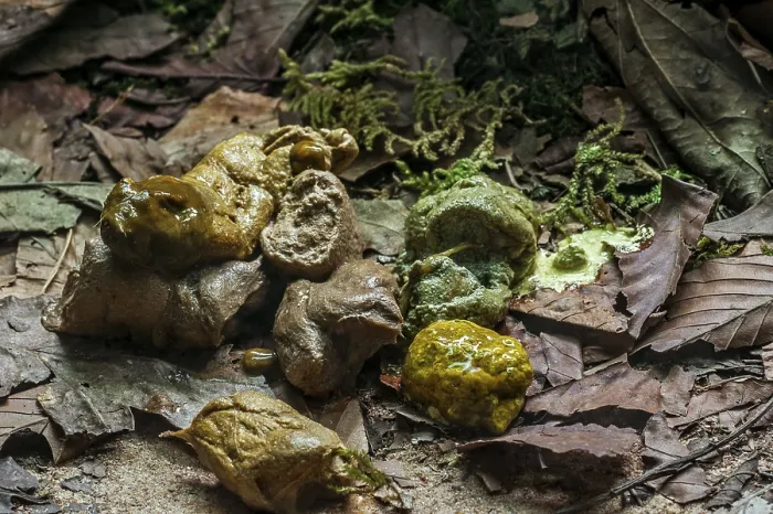 Framed Print : Fresh droppings from Eastern diamondback rattlesnake (Crotalus adamanteus)