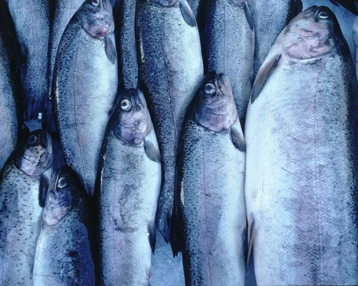 Framed Print : Fresh fish (sea trouts, salmo trutta trutta)