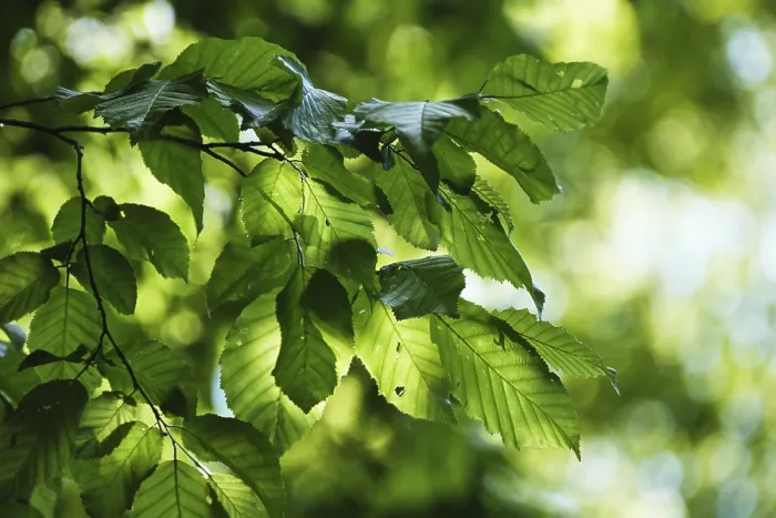 Framed Print : Fresh foliage of copper beech, Grafenberg Forest