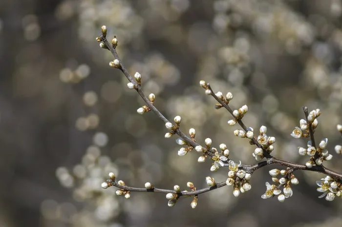 Framed Print : Fresh fruit blossom bud in the spring season Framed Print : Fresh fruit blossom bud in the spring season