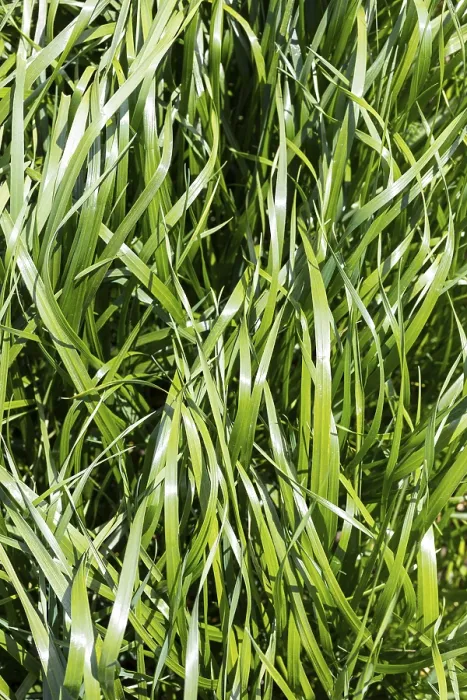 Framed Print : Fresh grass, tall and vigorous