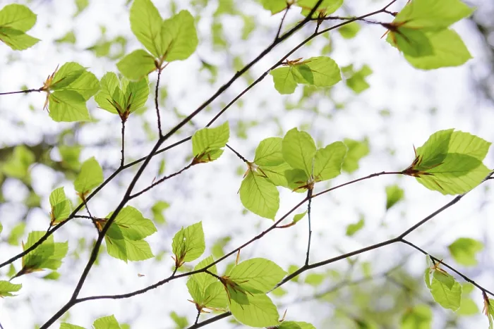 Framed Print : Fresh leaves of a beech tree (Fagus sylvatica) emerges from the bud in spring