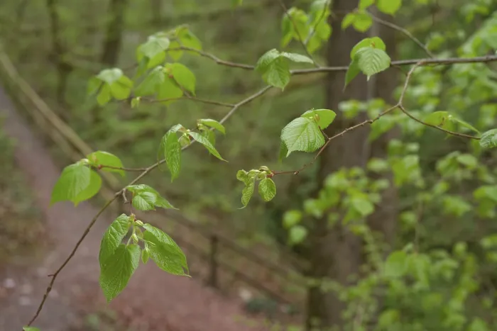 Framed Print : Fresh lime leaves in the ravine forest