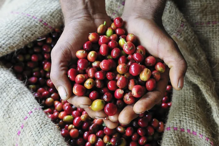 Framed Print : Fresh red coffee berries presented by two hands