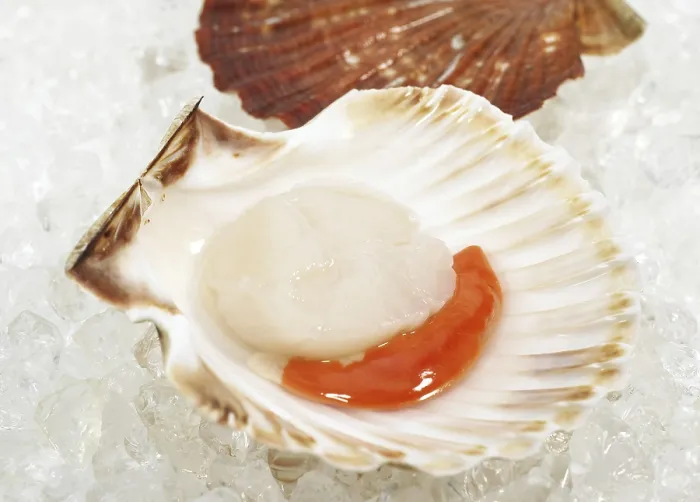 Framed Print : Fresh Scallops (pecten maximus) on Ice Framed Print : Fresh Scallops (pecten maximus) on Ice