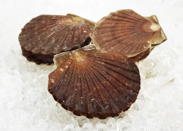 Framed Print : Fresh Scallops (pecten maximus) on Ice