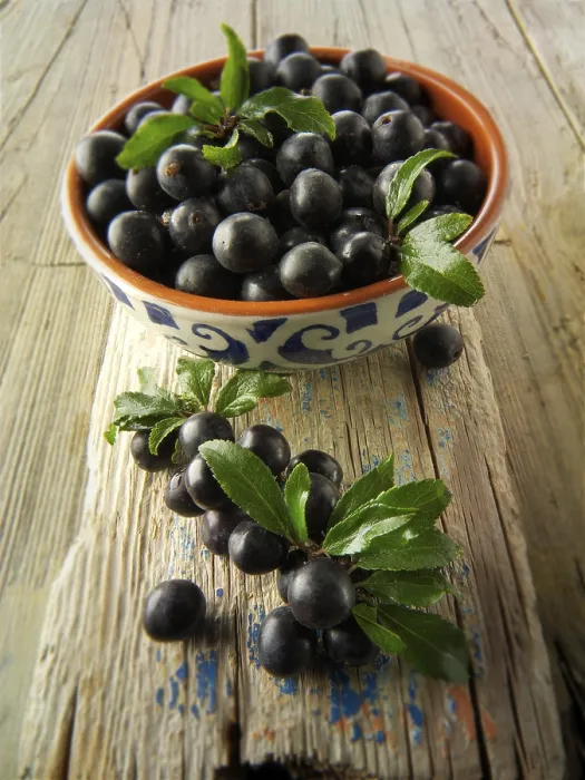 Framed Print : Fresh sloe berries fron the blackthorn (Prunus spinosa) bush Framed Print : Fresh sloe berries fron the blackthorn (Prunus spinosa) bush