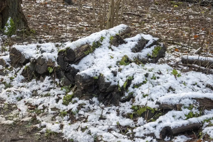 Framed Print : Fresh snow covering mossy logs on the forest floor during winter