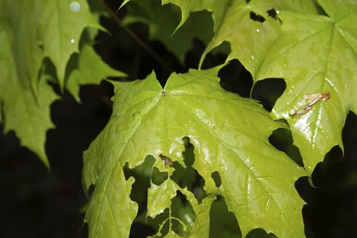 Framed Print : Fresh, wet, deciduous tree leaves