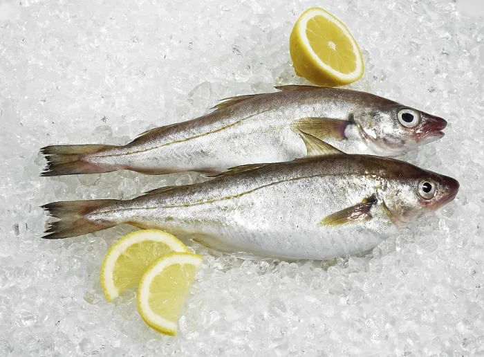 Framed Print : Fresh whiting, merlangius merlangus