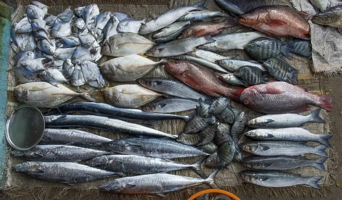 Framed Print : Freshly caught fish, fish market