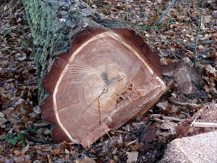 Framed Print : Freshly felled coniferous tree Framed Print : Freshly felled coniferous tree
