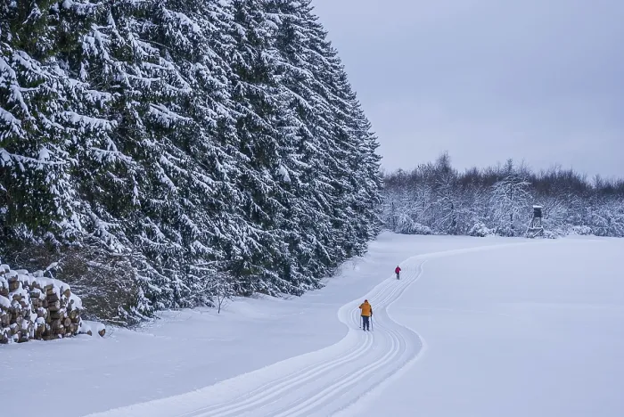 Framed Print : Freshly groomed cross-country trail with cross-country skiers in front of a snow-covered winter forest Framed Print : Freshly groomed cross-country trail with cross-country skiers in front of a snow-covered winter forest