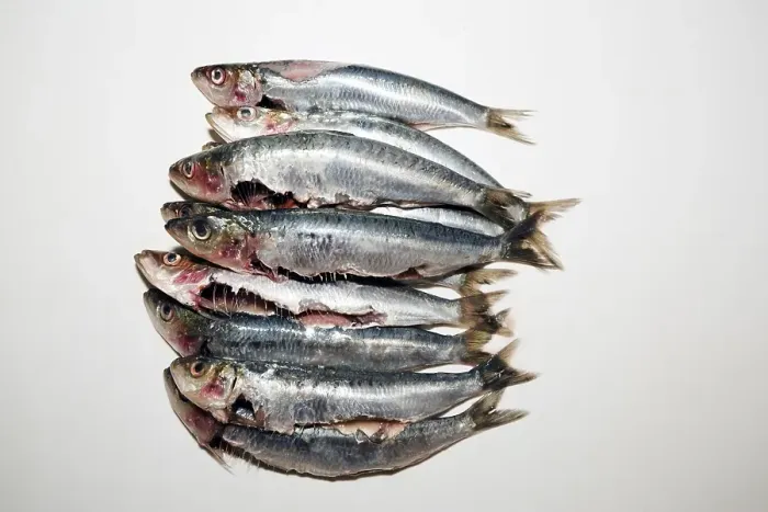 Framed Print : Freshly gutted sardines (Sardina pilchardus)
