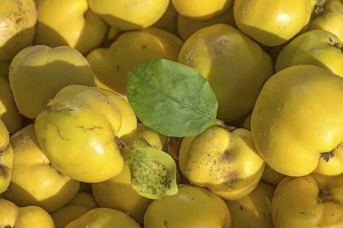 Framed Print : Freshly harvested quinces (Cydonia oblonga)