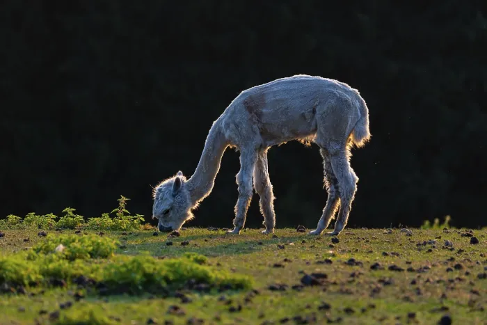 Framed Print : One freshly shorn alpaca (Vicugna pacos) stands grazing on a meadow in front of a dark forest