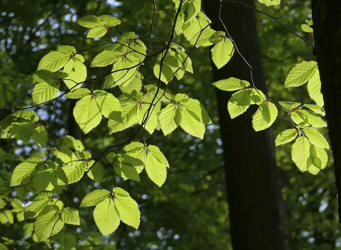 Framed Print : Freshly sprouted beech leaves against the light