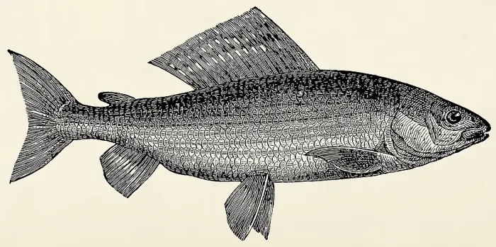 Framed Print : The freshwater fish - grayling (Thymallus vulgaris)