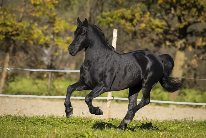 Framed Print : Friesian stallion in the pasture in autumn