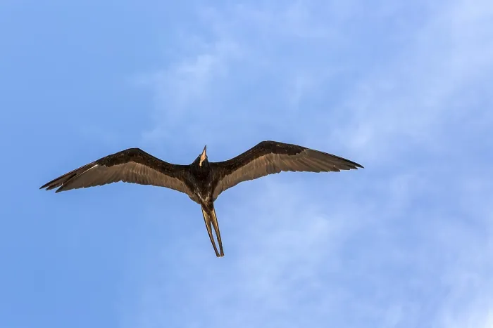 Framed Print : Frigate bird Fregata magnificens gliding overhead in blue sky Celestun Framed Print : Frigate bird Fregata magnificens gliding overhead in blue sky Celestun