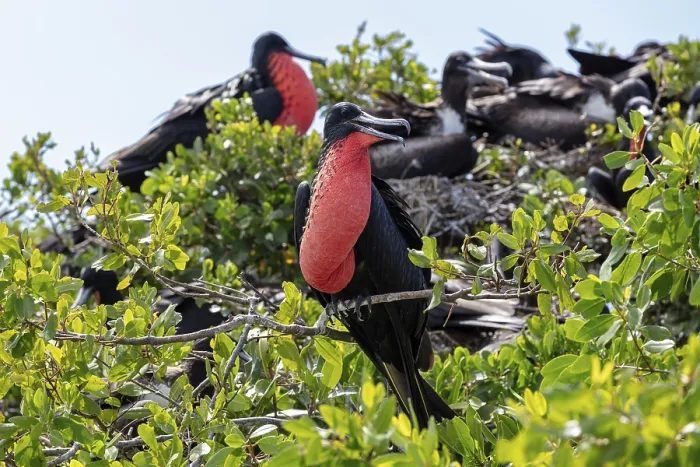 Framed Print : Frigatebirds (Fregatidae, Fregata)