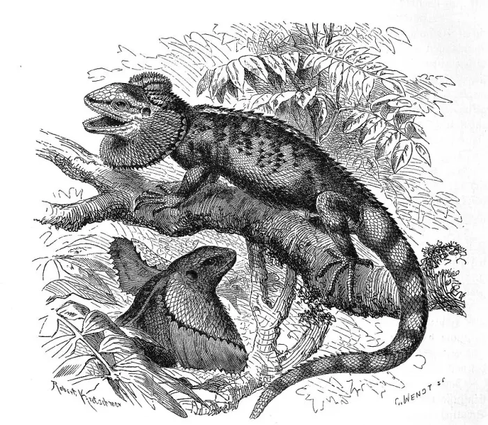 Framed Print : Frill-necked lizard (Chlamydosaurus kingii)