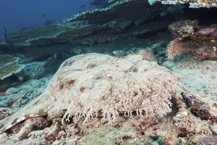 Framed Print : Fringed wobbegong (dasypogon) Eucrossorhinchus Framed Print : Fringed wobbegong (dasypogon) Eucrossorhinchus