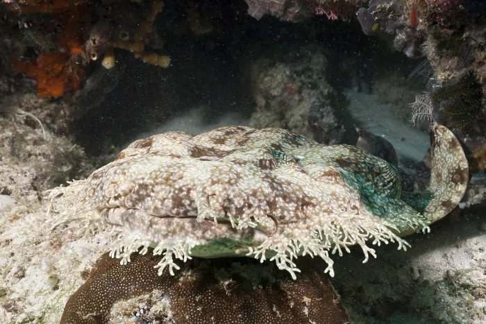 Framed Print : Fringed Wobbegong, Eucrossorhinus dasypogon