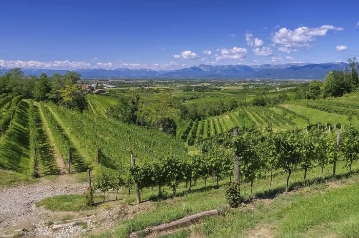 Framed Print : Friuli vineyards, Friuli vineyards 01