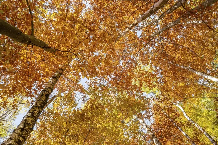 Framed Print : Frog perspective, deciduous forest in autumn