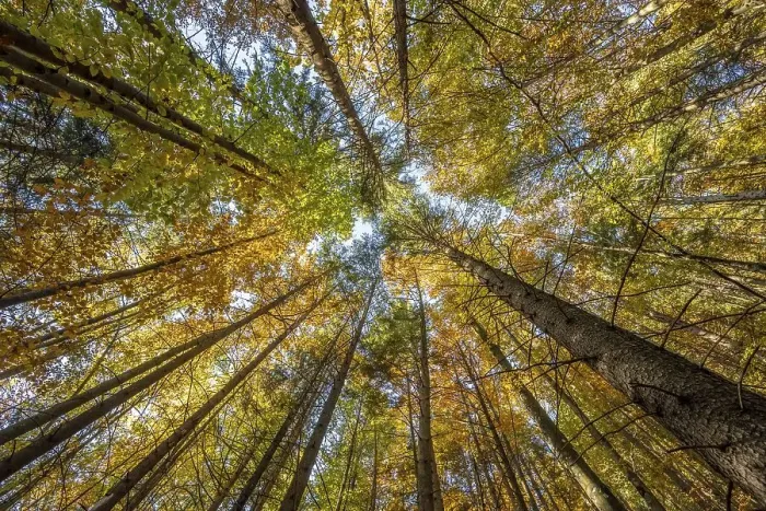 Framed Print : Frog perspective, mixed forest in autumn