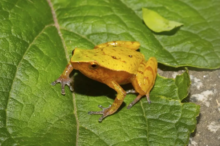 Framed Print : Frog (Plethodonthyla spp). sitting on leaf