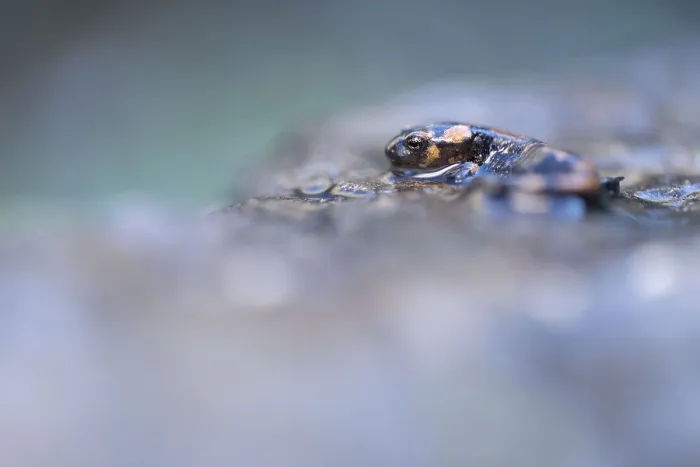 Framed Print : A frog rests on a wet surface with a blurry