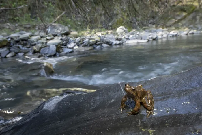 Framed Print : A frog on a rock by a flowing stream in a lush forest environment Framed Print : A frog on a rock by a flowing stream in a lush forest environment