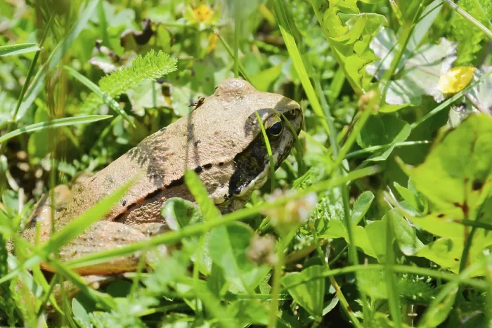 Framed Print : Frog, in search for home, hiding in the grass