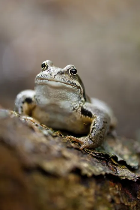 Framed Print : Frog sitting on log at forest. Shallow depth of field Framed Print : Frog sitting on log at forest. Shallow depth of field