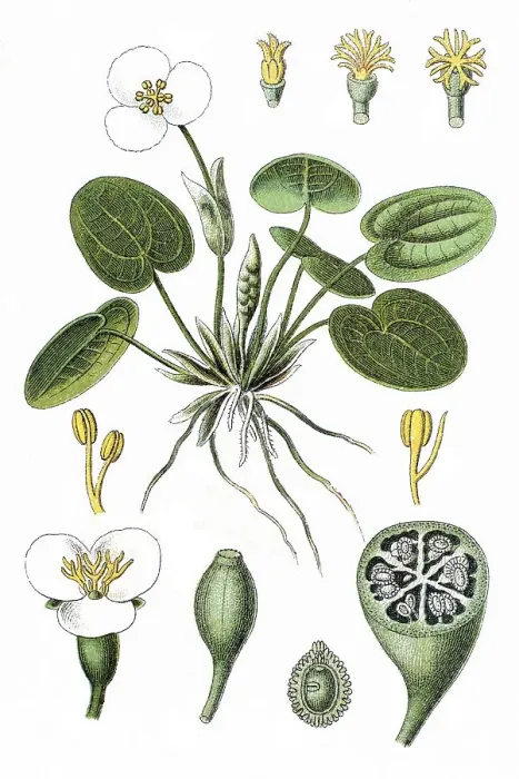 Framed Print : Frogbit (Hydrocharis morsus-ranae) Framed Print : Frogbit (Hydrocharis morsus-ranae)